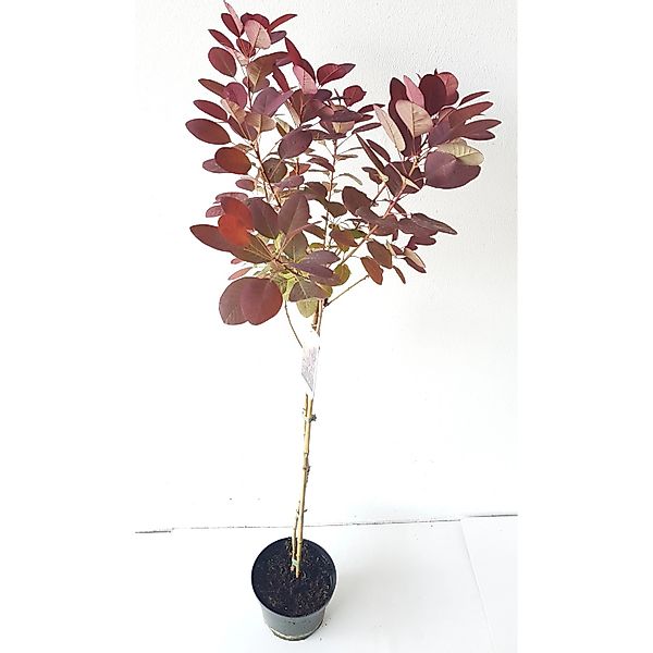 Pflanzen-Boering Cotinus Royal Purple Perückenstrauch-Stämmchen 80 cm Gesam günstig online kaufen