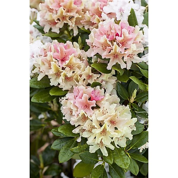 Rhododendron Yakushimanum Percy Wiseman Rosa-Weiß 30–40 cm günstig online kaufen