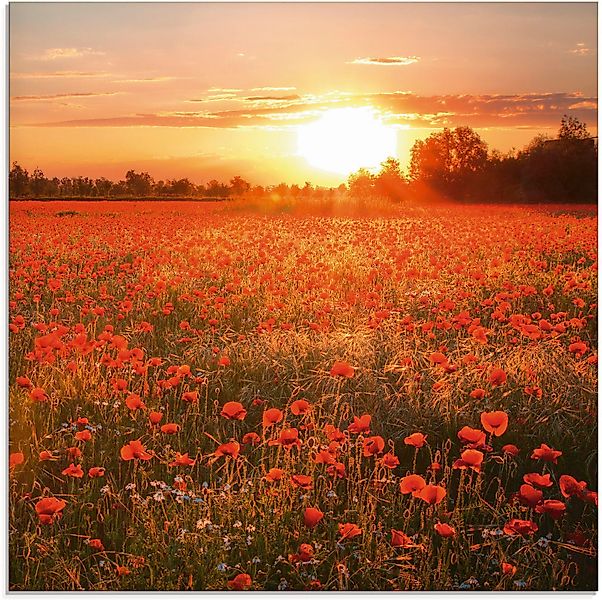 Artland Glasbild Mohnblumenfeld bei Sonnenuntergang, Blumen günstig online kaufen