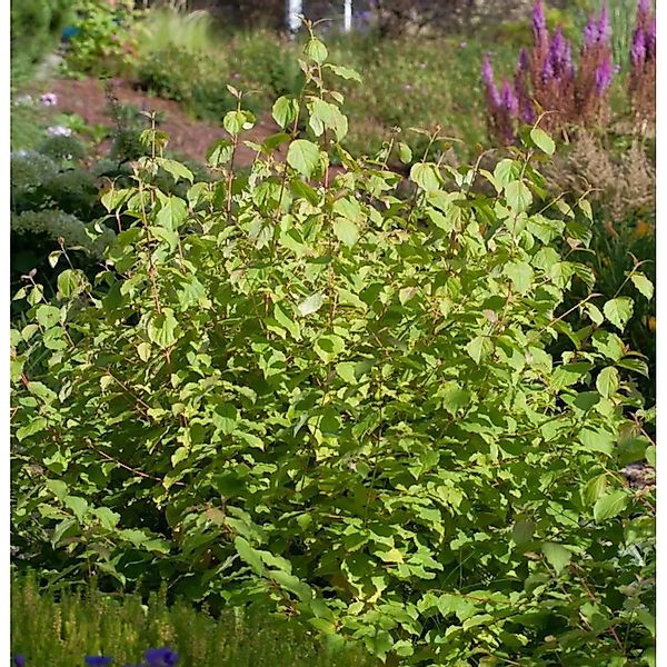 Hartriegel Wintersun 30-40m - Cornus alba günstig online kaufen