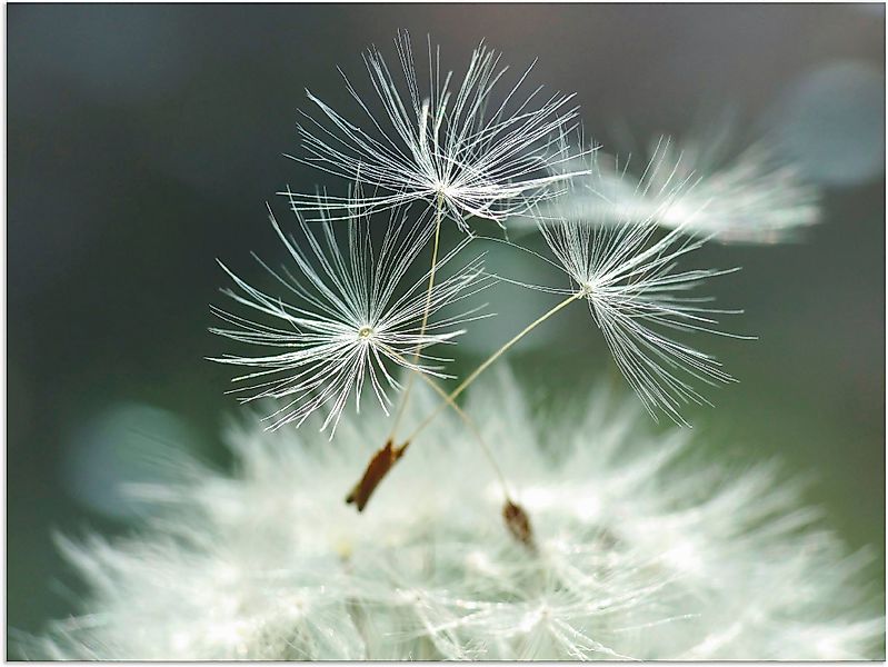Artland Wandbild Pusteblume Facility, Blumen (1 günstig online kaufen