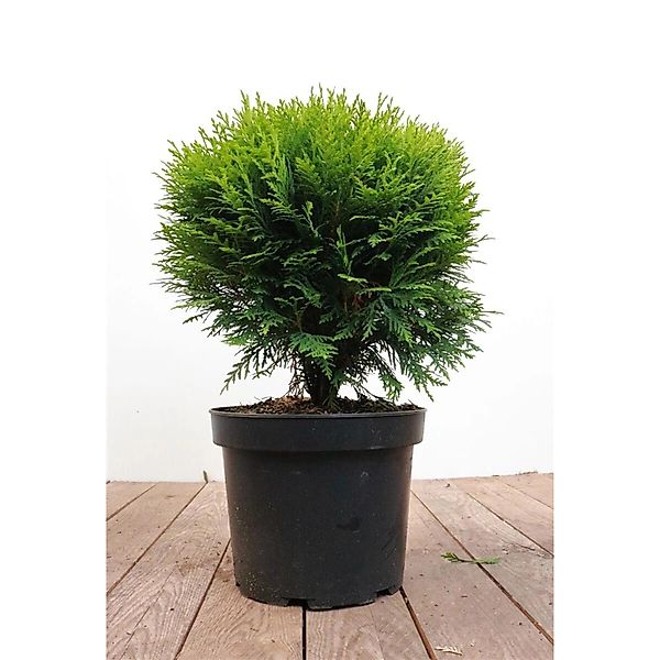 Thuja occidentalis 'Danica' 30-40 cm günstig online kaufen