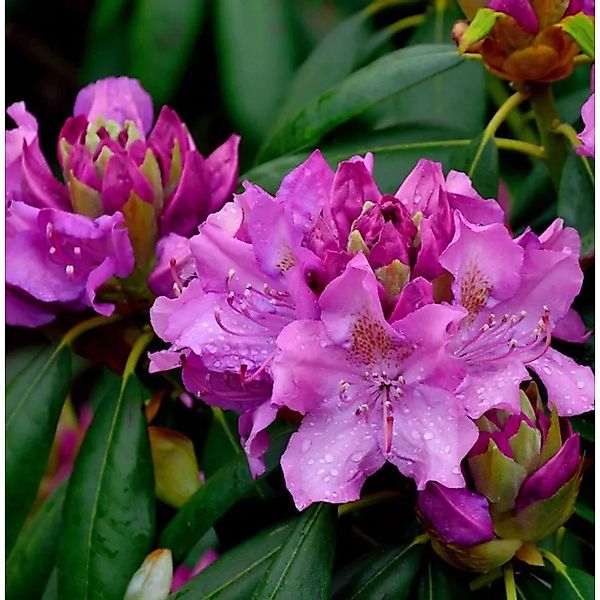 Großblumige Rhododendron Roseum Elegans 25-30cm - Alpenrose günstig online kaufen