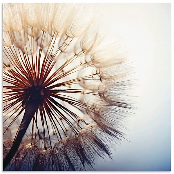 Artland Wandbild "Große Pusteblume", Blumen, (1 St.), als Alubild, Outdoorb günstig online kaufen