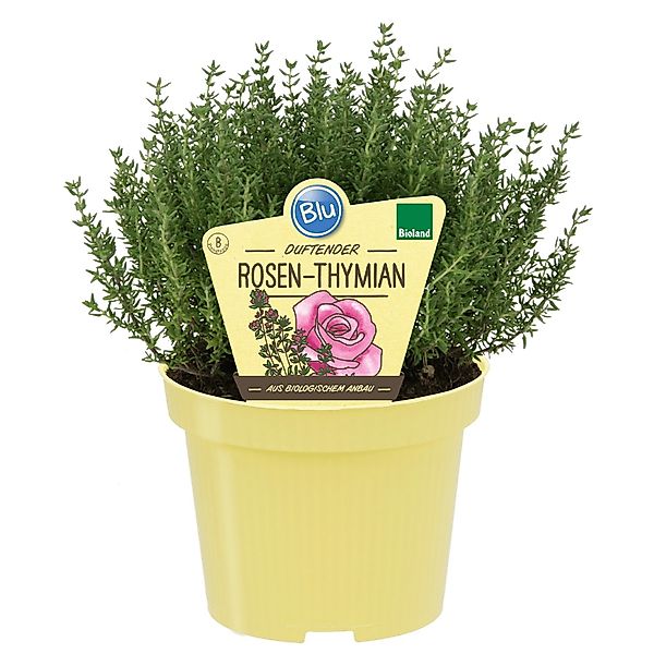 Blu Bio-Rosen-Thymian Topf-Ø ca. 12 cm Thymus ssp. günstig online kaufen