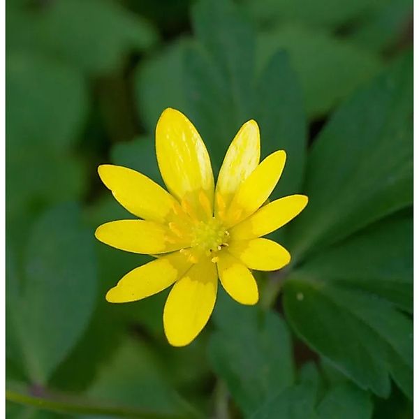 Scharbockskraut Kupferteppich - Ficaria verna günstig online kaufen