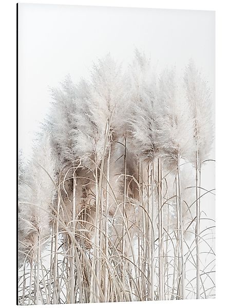 Posterlounge Wandbild Pampasgras I, Magda Izzard, günstig online kaufen