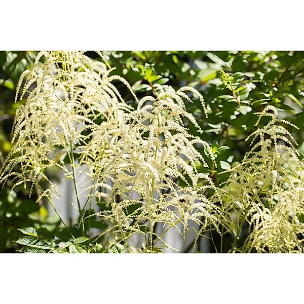 Astilbe Thunbergii Van Der Wielen Prachtspiere Ca. 9x9 cm Topf günstig online kaufen