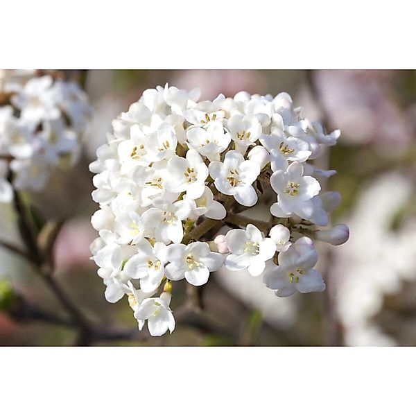 Viburnum Carlesii Aurora Duft-Schneeball Rosa-Weiß 60–80 cm günstig online kaufen
