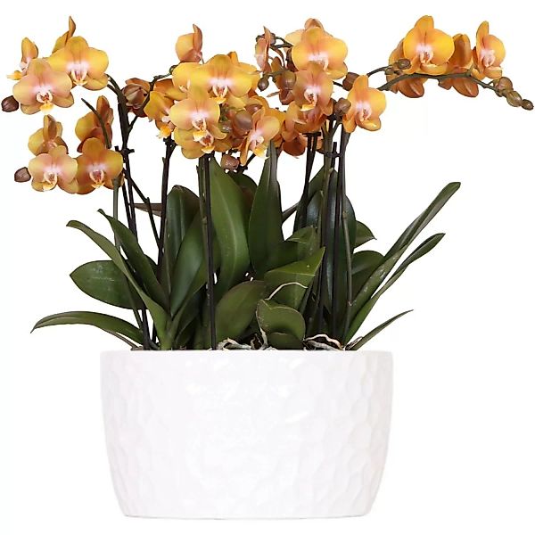 Kolibri Orchids Orange Orchideen Set in Honigschale inkl. Wasserreservoir D günstig online kaufen