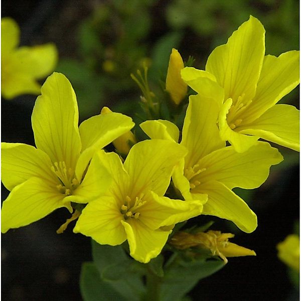 Goldflachs - Linum flavum günstig online kaufen