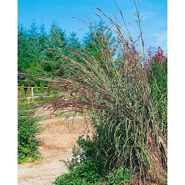 Andropogon Gerardii Präriesommer Präriegras Ca. 11x11 cm Topf günstig online kaufen