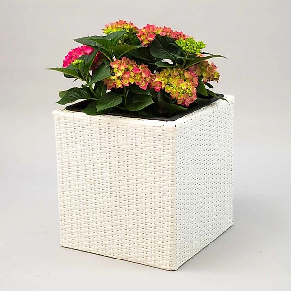 Elegant Einrichten Pflanzkübel Polyrattan Quadratisch 38x38x40cm Weiß günstig online kaufen