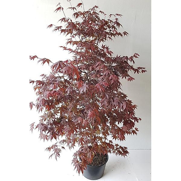 Pflanzen-Boering Acer Palmatum Atropurpureum Gesamthöhe 170-180 cm Roter Fä günstig online kaufen
