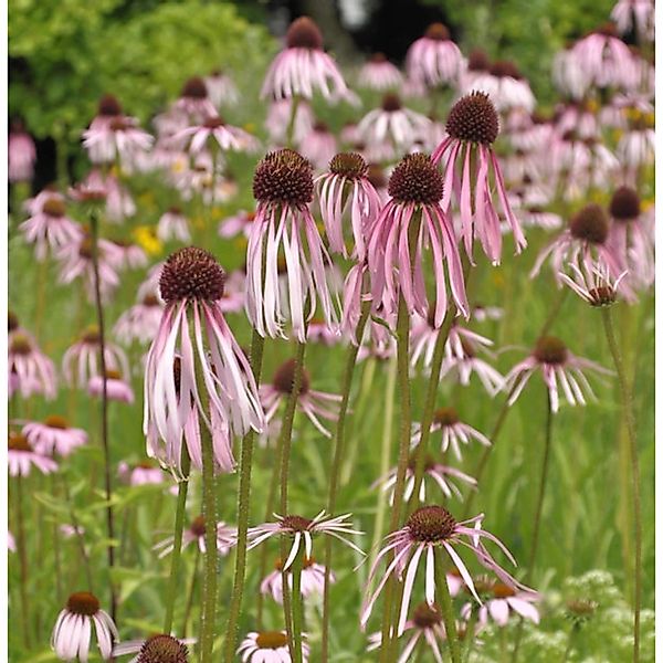 Bleicher Sonnenhut - Echinacea pallida günstig online kaufen