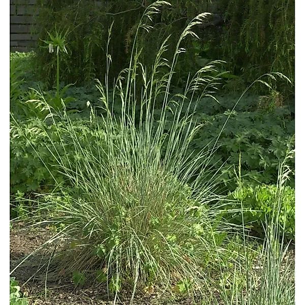 Blaustrahlhafer - Helictotrichon sempervirens günstig online kaufen