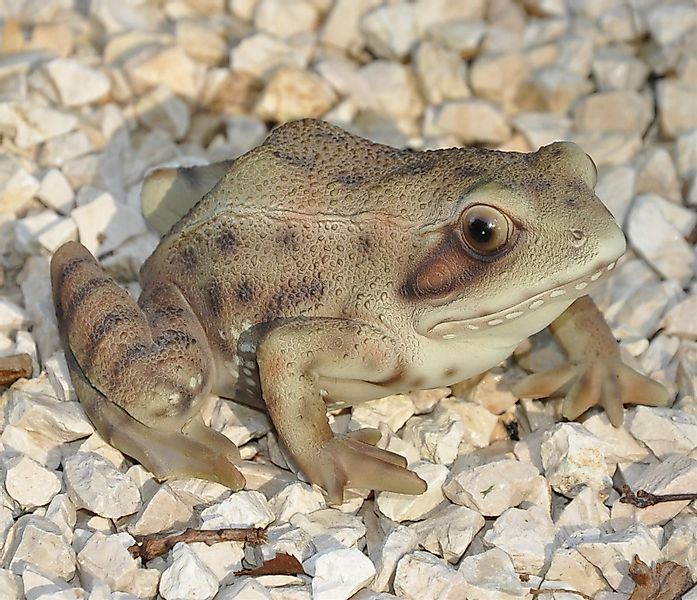 dazikemo Gartenfigur Gartenfigur Teichfigur Dekofigur Frosch günstig online kaufen
