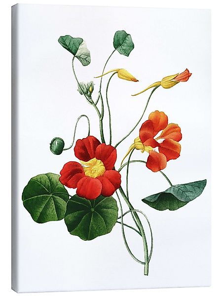 Posterlounge Wandbild Kapuzinerkresse, Pierre Joseph Redouté, günstig online kaufen