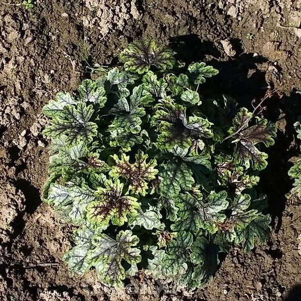 Teppich Purpurglöckchen Tapestry - Heucherella tiarelloides günstig online kaufen