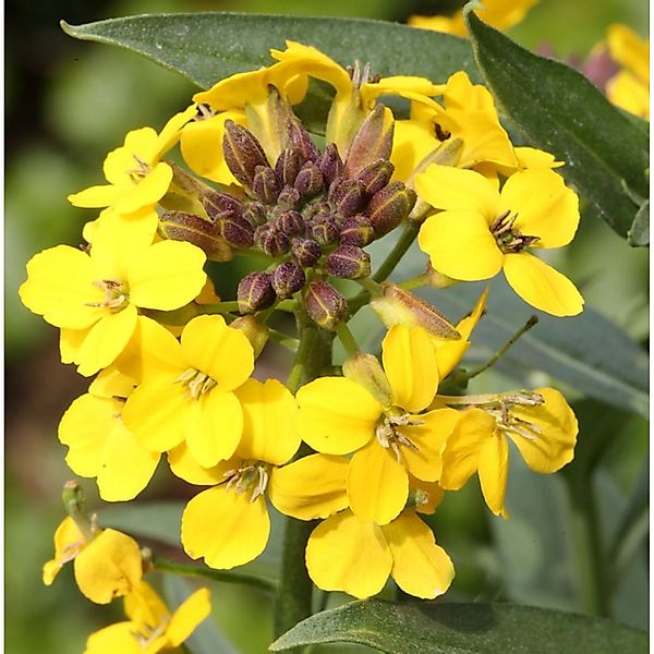 Goldlack Yellow Bird - Erysimum cheir günstig online kaufen