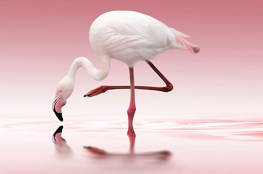 Papermoon Fototapete »Photo-Art DORIS REINDL, FLAMINGO« günstig online kaufen