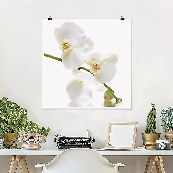 Poster Blumen - Quadrat White Orchid Waters günstig online kaufen