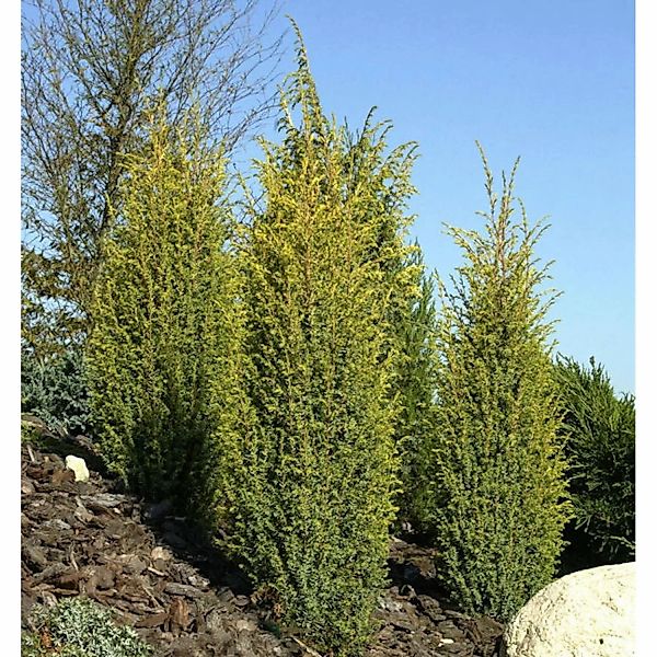 Goldener Heidewacholder Golden Cone 30-40cm - Juniperus communis günstig online kaufen