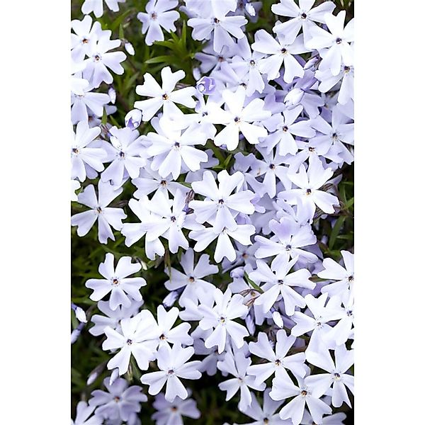 Phlox Subulata Emerald Cushion Blue Polsterphlox Blau Ca. 9x9 cm Topf günstig online kaufen