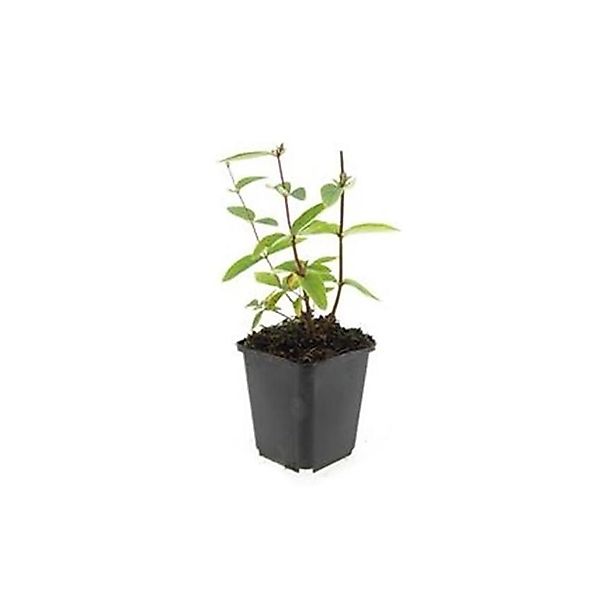 Exotenherz Bodendecker Johanniskraut Hypericum Inodorum Annebel 9cm Topf Se günstig online kaufen
