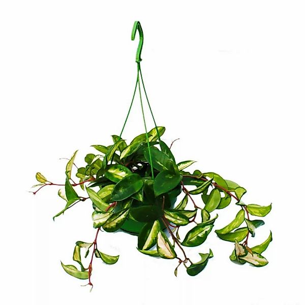 Exotenherz Zimmerpflanze zum Hängen Hoya Carnosa Rubra Porzellanblume Wachs günstig online kaufen