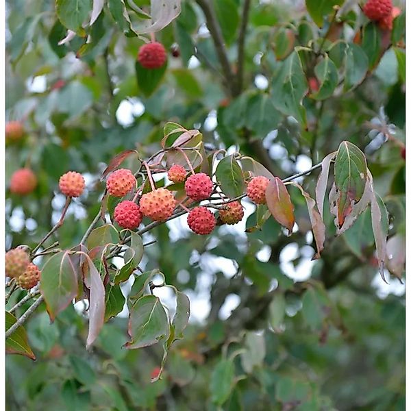 Japanischer Blumenhartriegel Red Whirlwind 60-80cm - Cornus kousa günstig online kaufen
