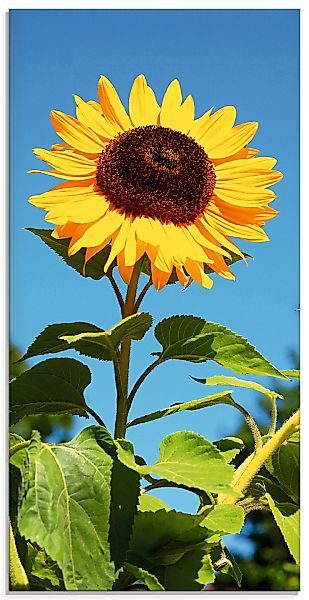 Artland Glasbild "Große Sonnenblume", Blumen, (1 St.), in verschiedenen Grö günstig online kaufen