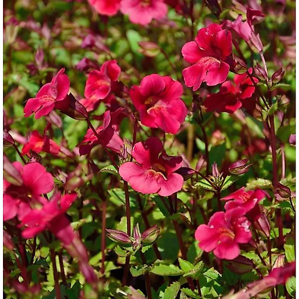 Gauklerblume Roter Kaiser - Mimulus cupreus günstig online kaufen