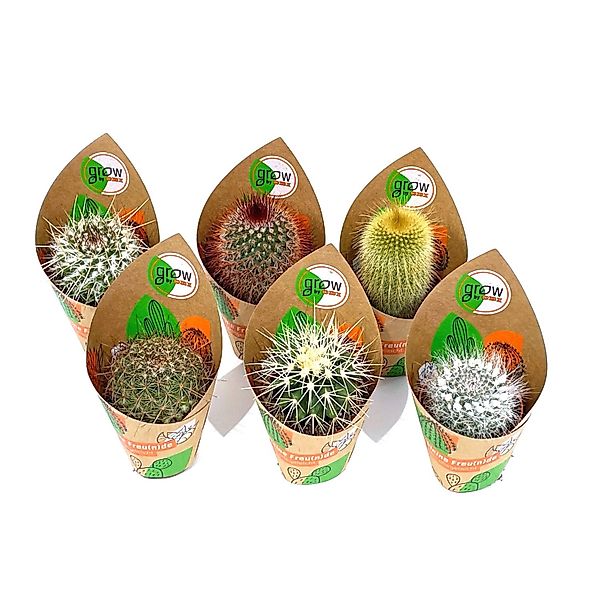 GROW by OBI Kakteen Kugel 6-fach sortiert Topf-Ø ca. 5,5 cm günstig online kaufen