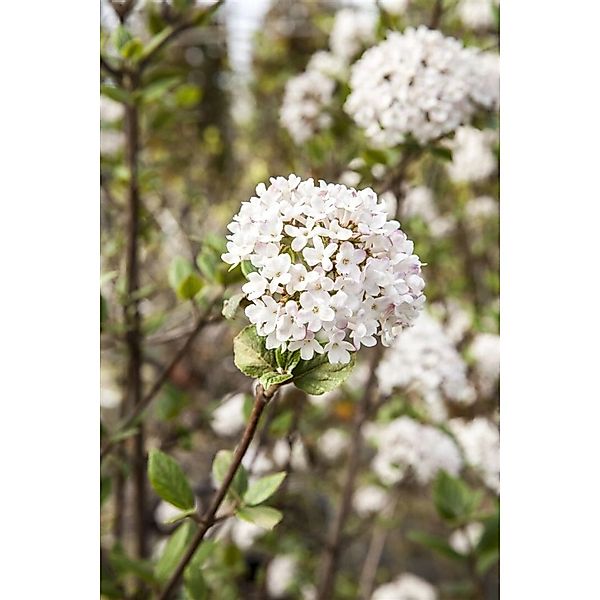 Viburnum Burkwoodii Mohawk Duft-Schneeball Weiß-Rosa 40–60 cm günstig online kaufen
