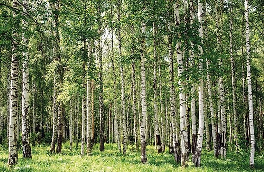 Papermoon Fototapete »Birch Forest« günstig online kaufen