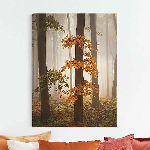 Leinwandbild auf Naturcanvas Novemberwald günstig online kaufen