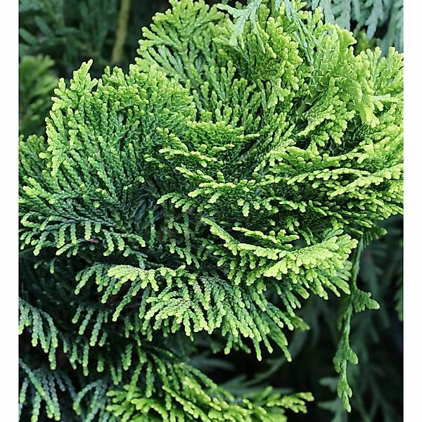 Gelbe Zwerg Muschelscheinzypresse 25-30cm - Chamaecyparis obtusa günstig online kaufen
