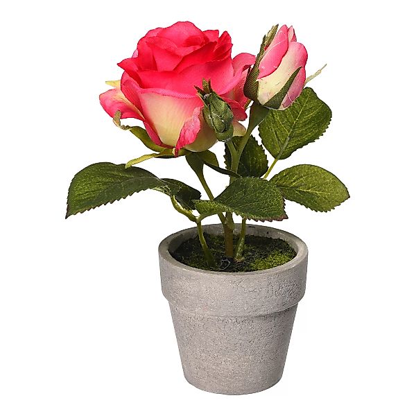 ROSE im Topf ca.16cm, pink günstig online kaufen