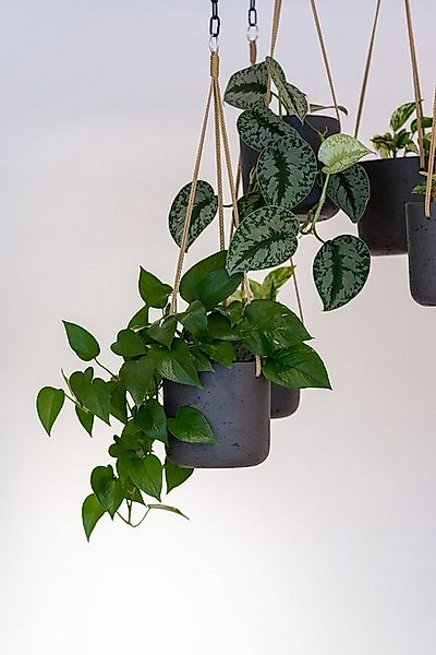 finestgreen Blumenampel Handgefertigte Blumenampel Hanging Charlie günstig online kaufen