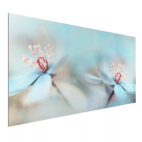 Alu-Dibond Bild Blumen - Querformat Blüten in Hellblau günstig online kaufen