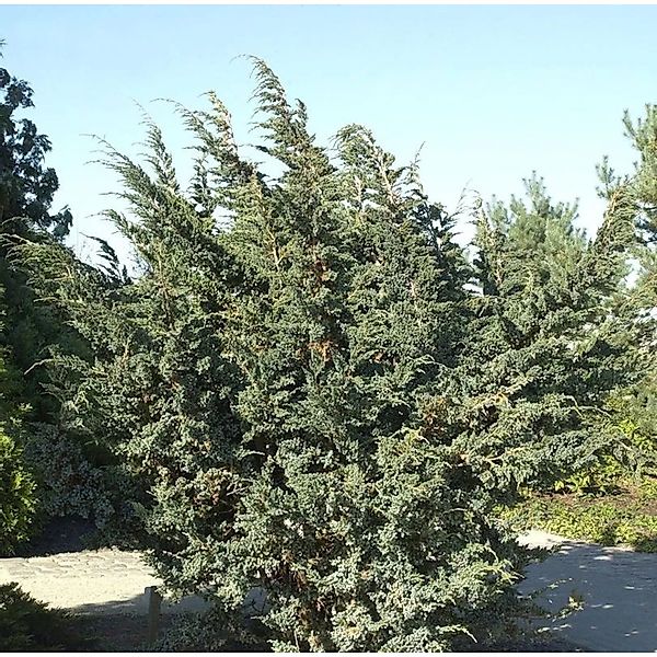 Blauzeder Wacholder 25-30cm - Juniperus squamata günstig online kaufen