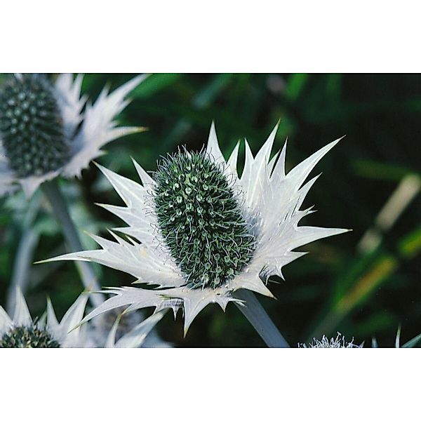 Eryngium Giganteum Elfenbeindistel Ca. 11x11 cm Topf günstig online kaufen