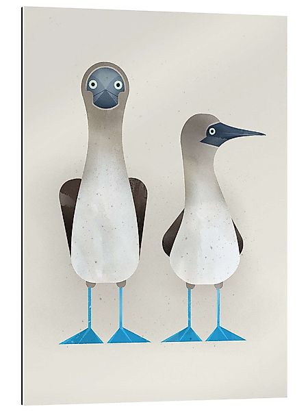 Posterlounge Wandbild Blaufußtölpel, Dieter Braun, erhältlich günstig online kaufen