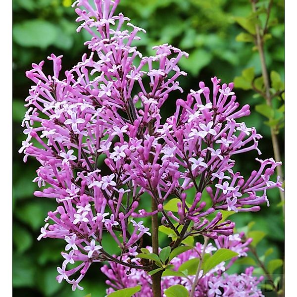 Hochstamm Edelflieder Red Pix 100-125cm - Syringa meyeri günstig online kaufen