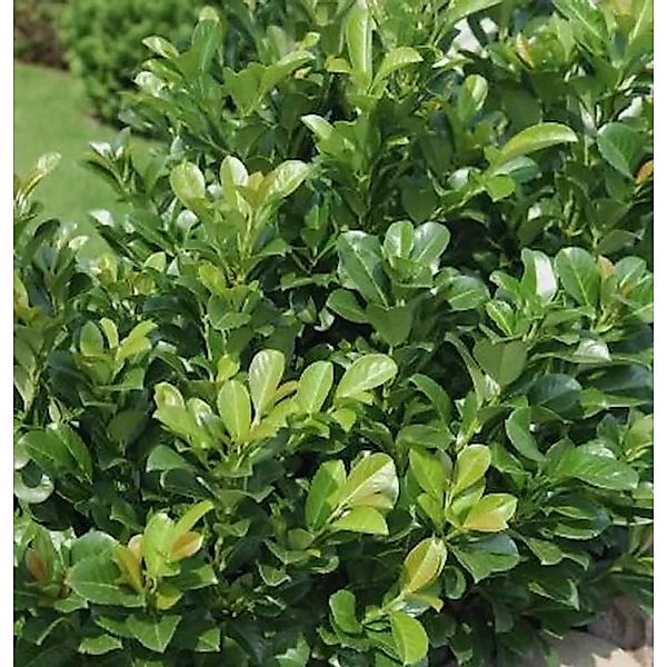 Lorbeerkirsche Kleopatra 60-80cm - Prunus,aurocerasus günstig online kaufen