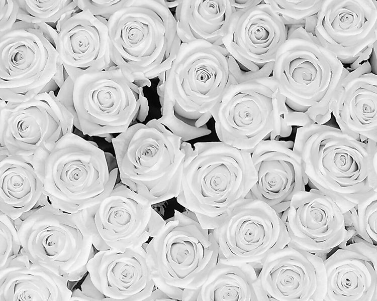 Fototapete "White Roses" 4,00x2,67 m / Strukturvlies Klassik günstig online kaufen