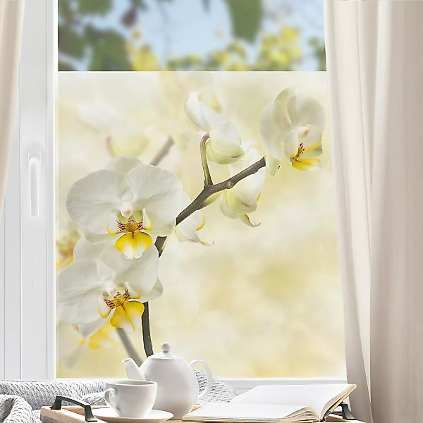 Fensterfolie Orchideen Zweig günstig online kaufen