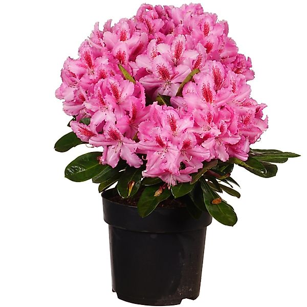 Alpenrose Furnivalls Daughter Höhe ca. 30-40 cm Topf ca. 6 l Rhododendron günstig online kaufen