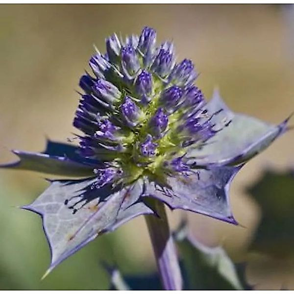 Stranddistel - Eryngium maritimum günstig online kaufen